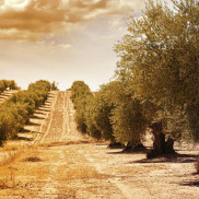 Imagen de un campo en venta